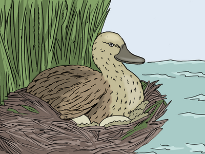 Auf dem Bild ist eine braune Ente in einem Nest. Die Ente sitzt auf zwei Eiern.